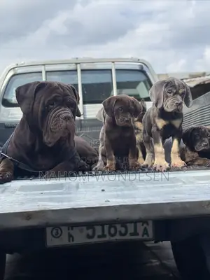1-3 months Male Purebred Bullmastiff