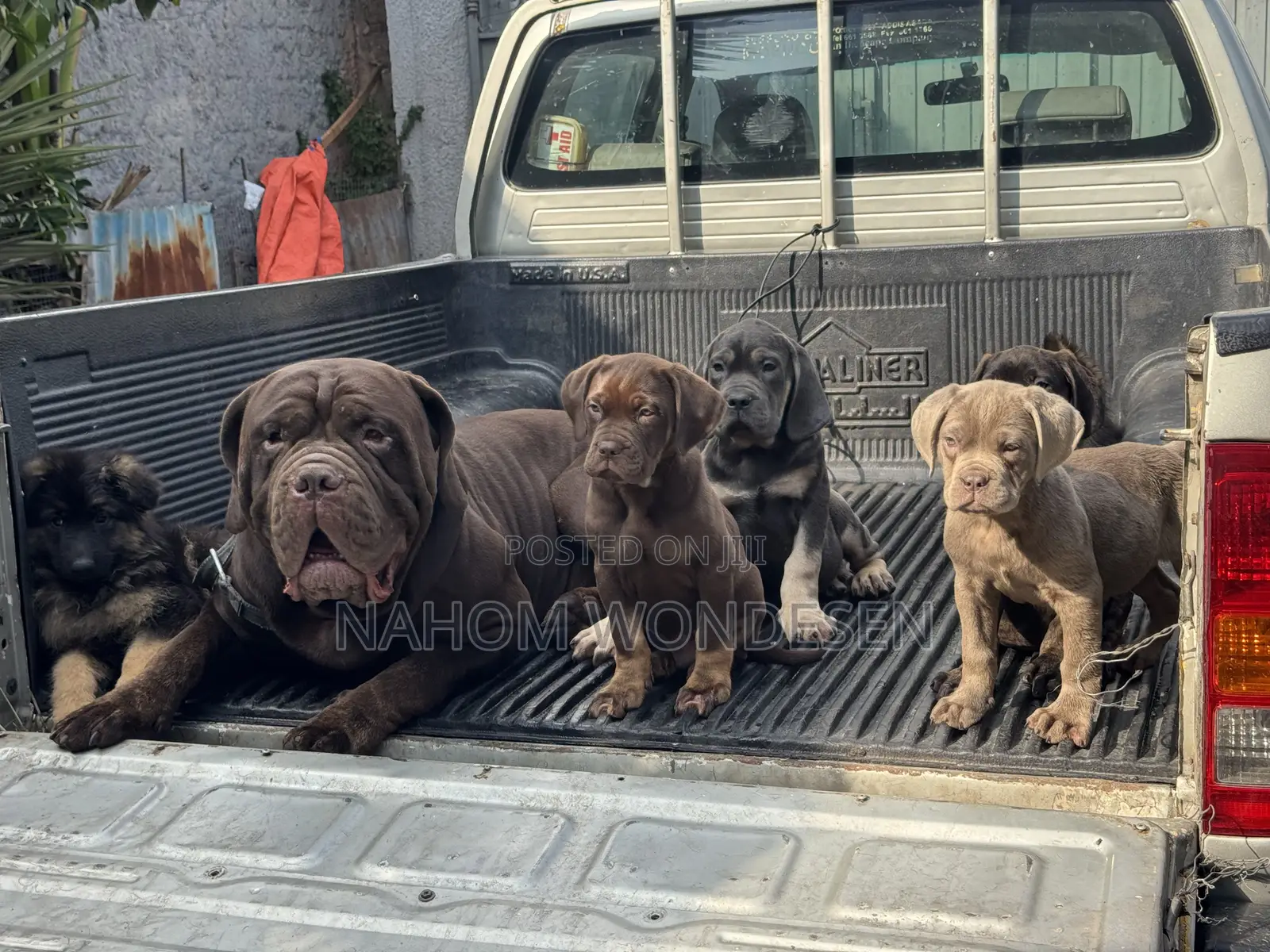 1-3 months Male Purebred Bullmastiff