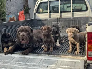 1-3 months Male Purebred Bullmastiff