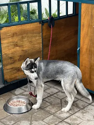 3-6 months Male Purebred Siberian Husky