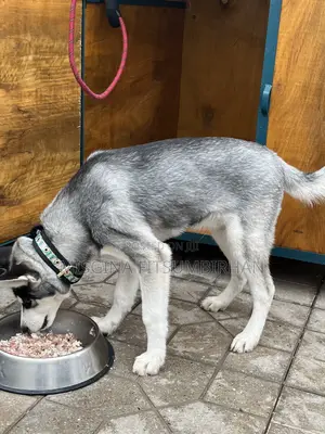 3-6 months Male Purebred Siberian Husky