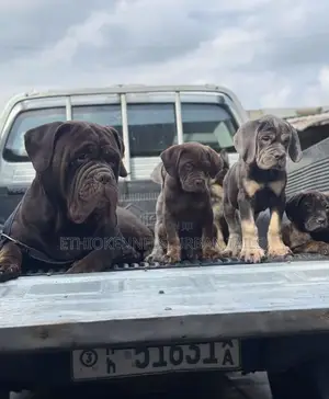 1-3 months Male Purebred Bullmastiff