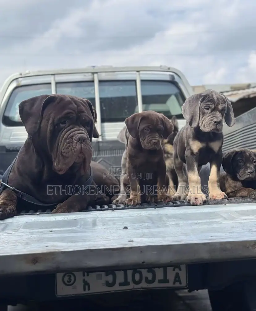1-3 months Male Purebred Bullmastiff