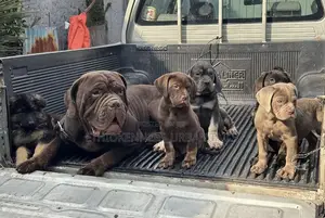 1-3 months Male Purebred Bullmastiff