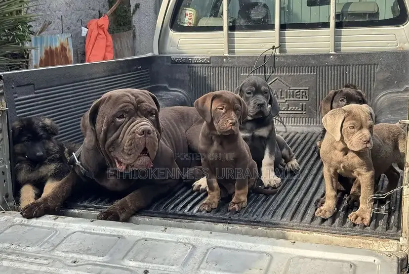 1-3 months Male Purebred Bullmastiff