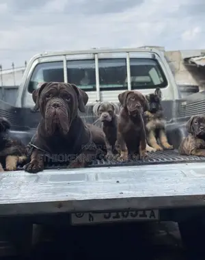 1-3 months Male Purebred Bullmastiff