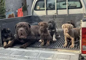 1-3 months Male Purebred Bullmastiff