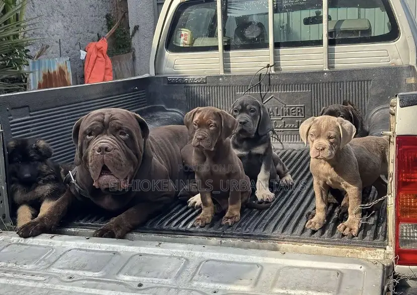 1-3 months Male Purebred Bullmastiff