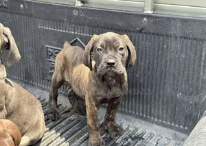 1-3 months Male Purebred Bullmastiff
