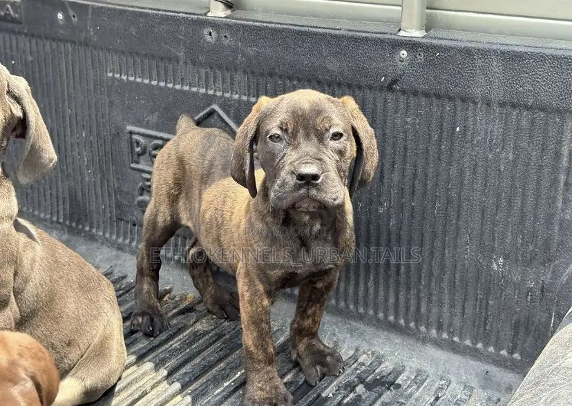 1-3 months Male Purebred Bullmastiff
