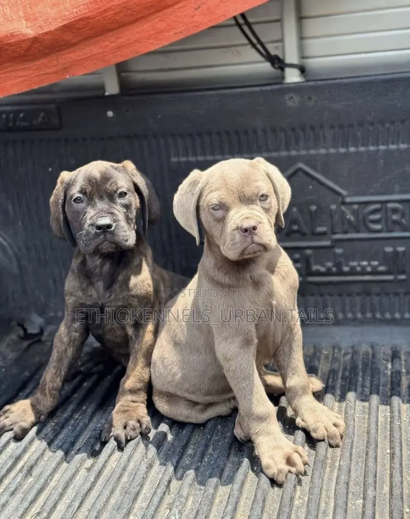 1-3 months Male Purebred Bullmastiff