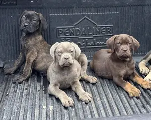1-3 months Male Purebred Bullmastiff