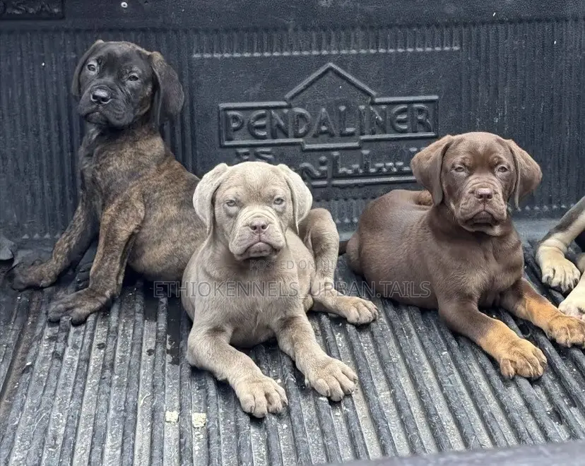 1-3 months Male Purebred Bullmastiff