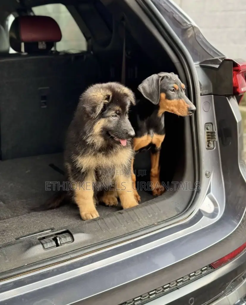 1-3 months Male Purebred German Shepherd