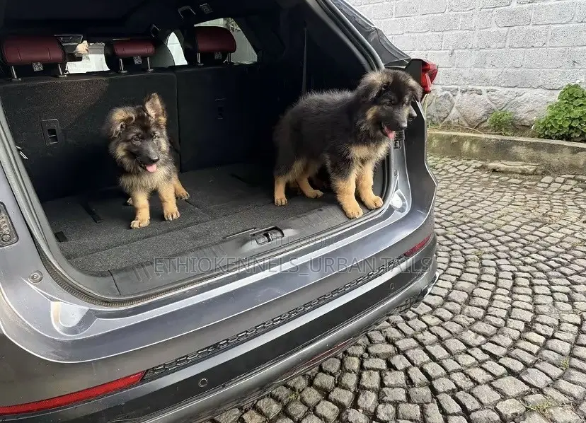1-3 months Male Purebred German Shepherd