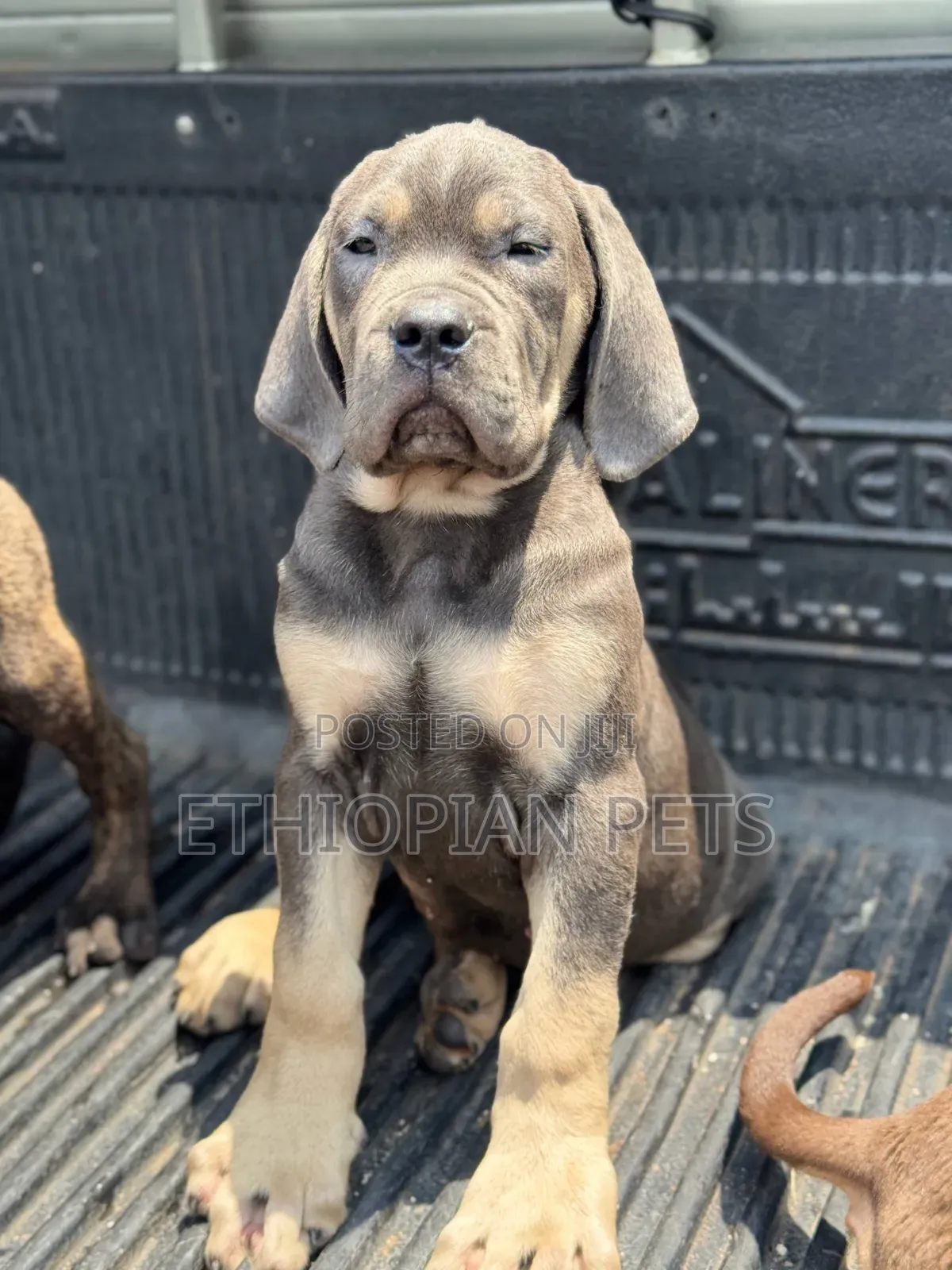 1-3 months Male Purebred Mastiff