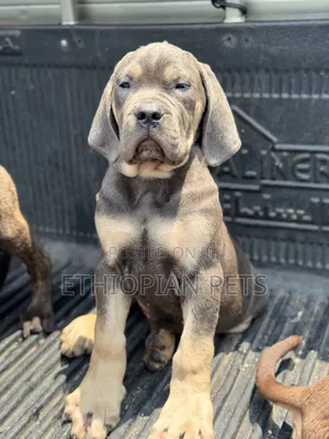 1-3 months Male Purebred Mastiff