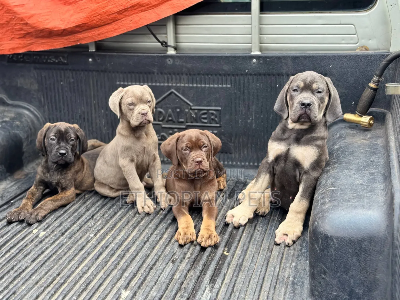 1-3 months Male Purebred Mastiff