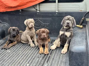 1-3 months Male Purebred Mastiff