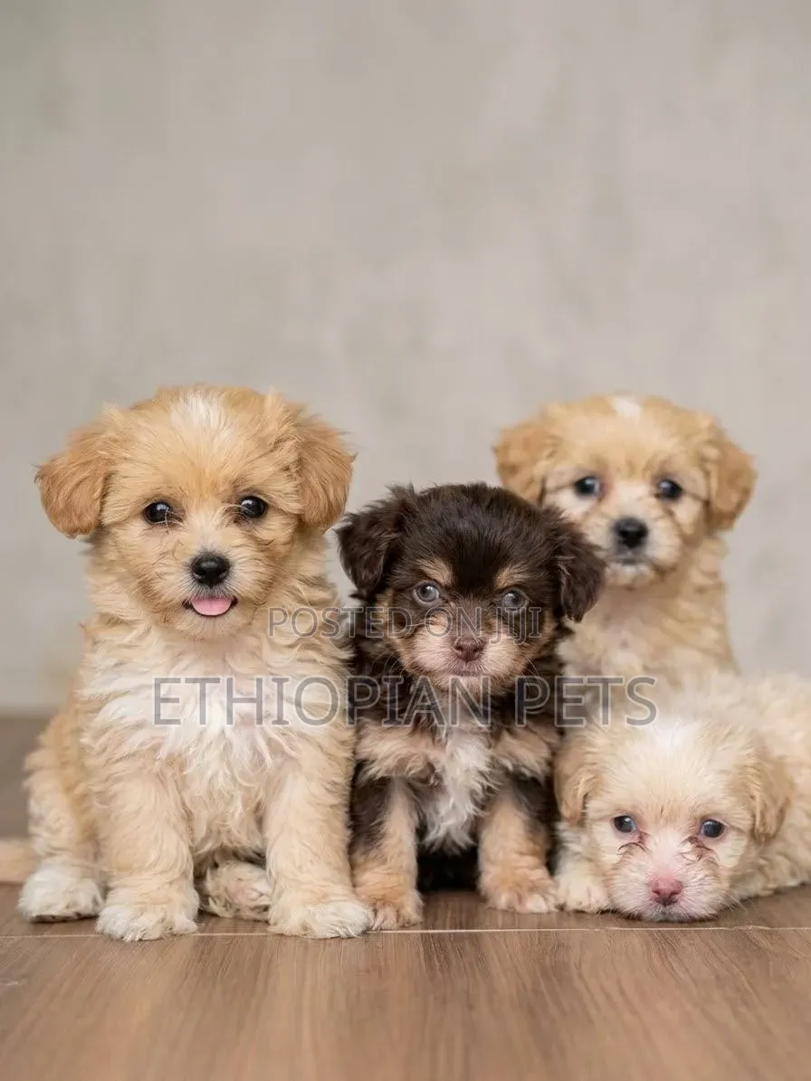 1-3 months Male Purebred Havanese