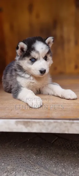 1-3 months Male Purebred Siberian Husky