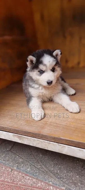 1-3 months Male Purebred Siberian Husky