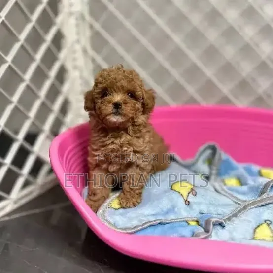 1-3 months Male Purebred Poodle