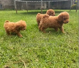 1-3 months Male Purebred Poodle