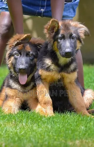 3-6 months Female Purebred German Shepherd