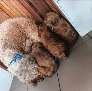 1-3 months Male Purebred Poodle