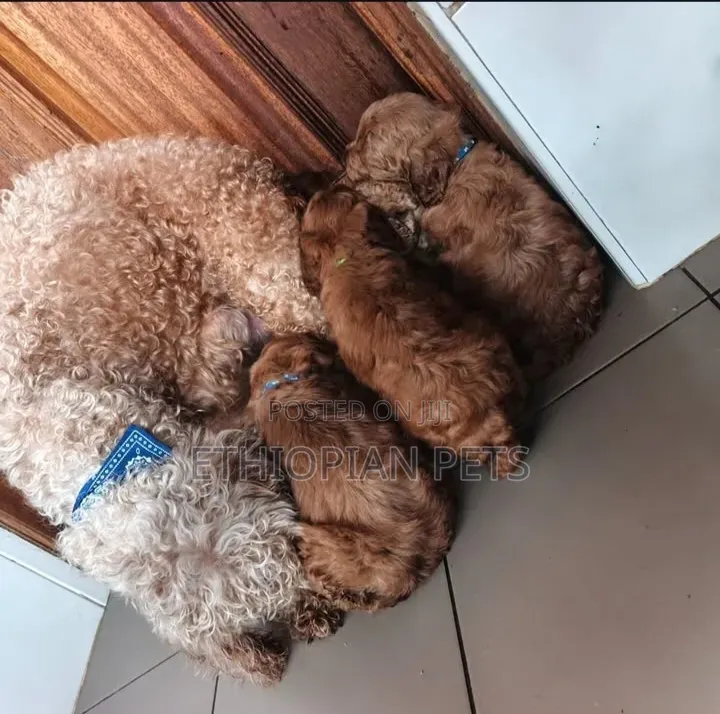 1-3 months Male Purebred Poodle