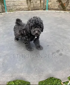 1-3 months Male Purebred Poodle