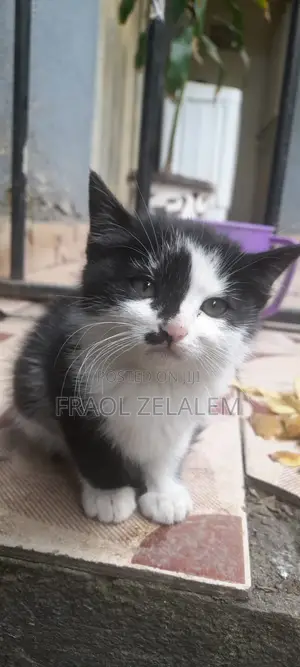1-3 months Female Mixed Breed Abyssinian