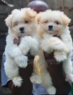 1-3 months Male Purebred Maltese