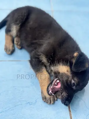 1-3 months Male Purebred German Shepherd