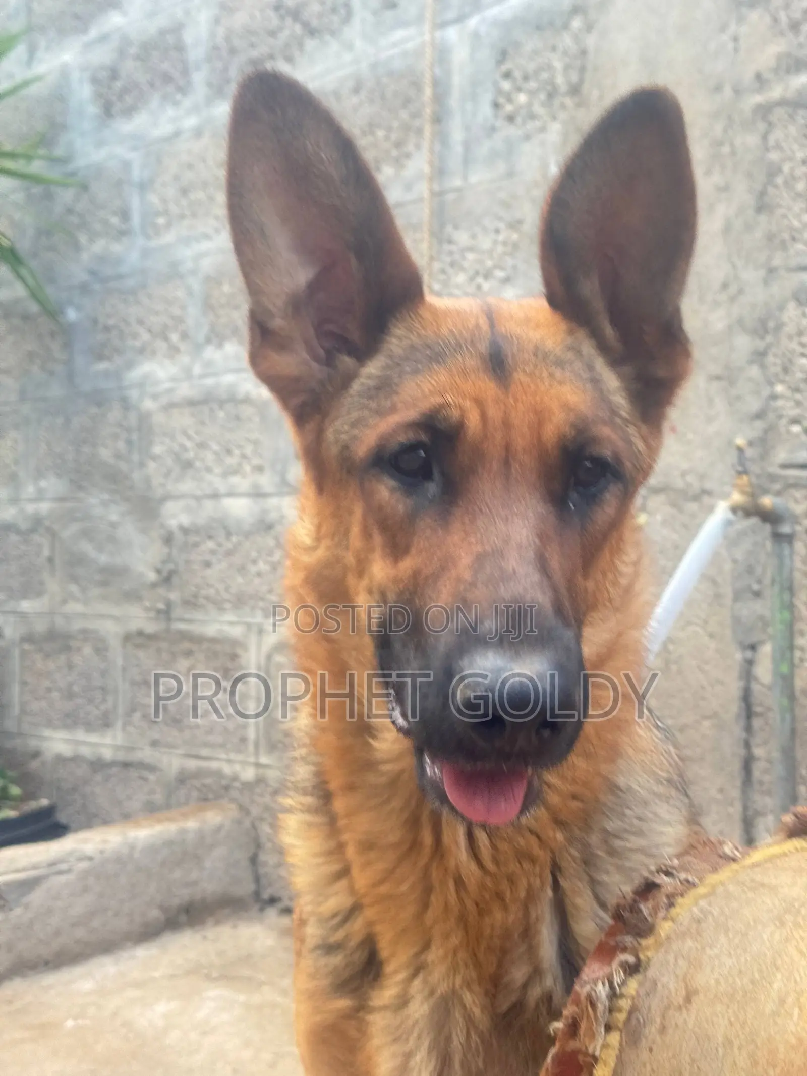 1-3 months Male Purebred German Shepherd
