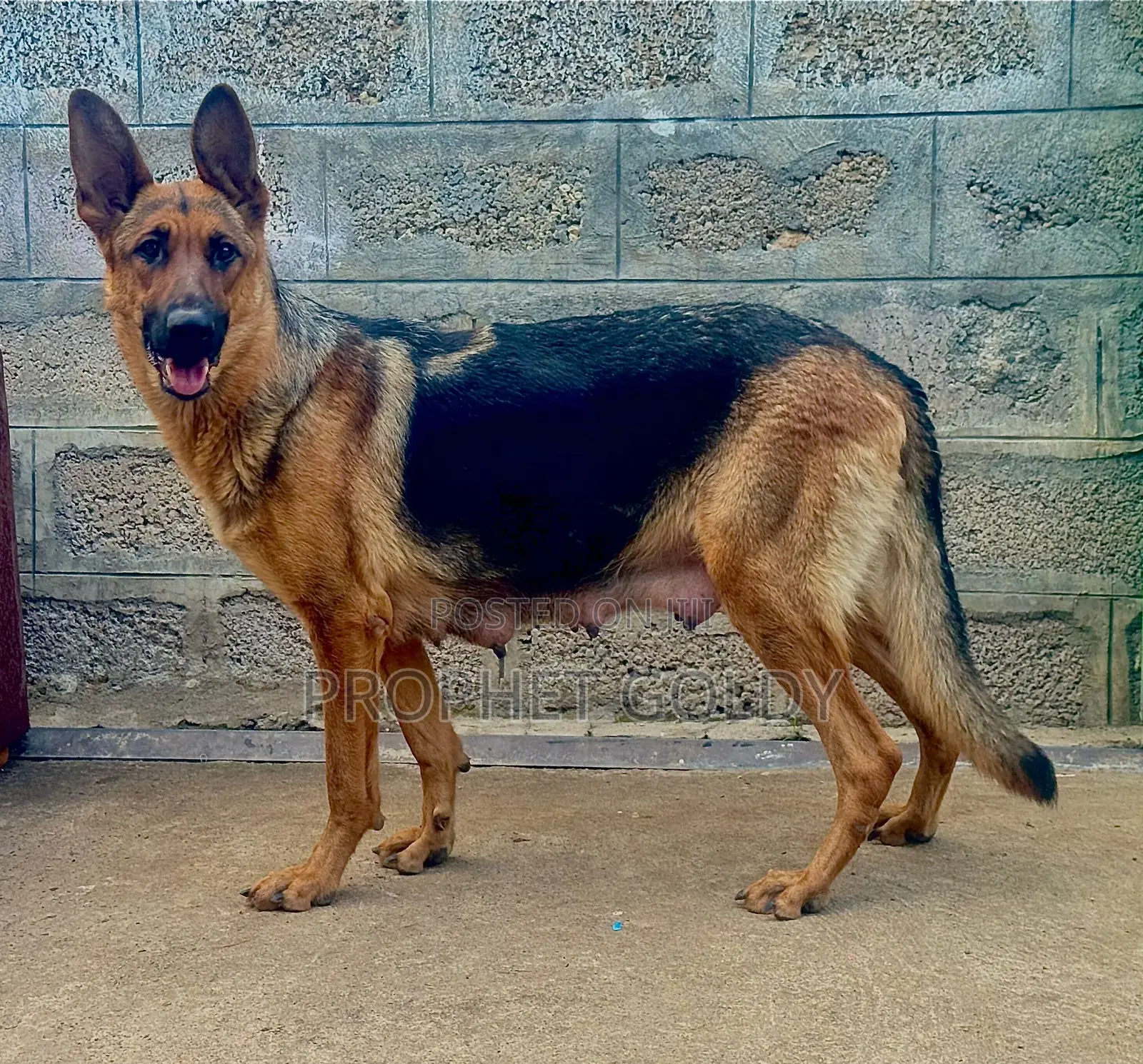 1-3 months Male Purebred German Shepherd