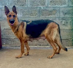 1-3 months Male Purebred German Shepherd