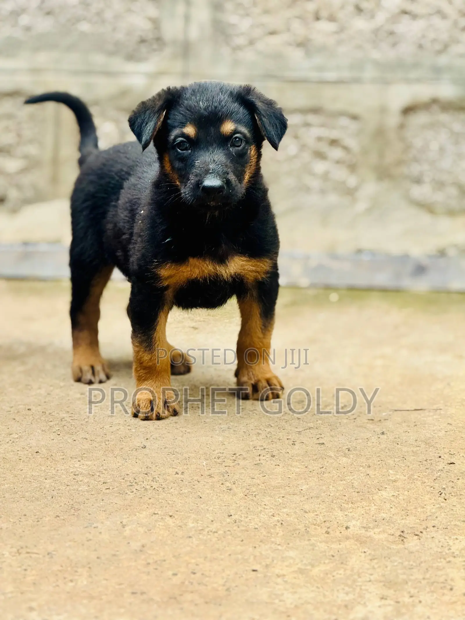 1-3 months Male Purebred German Shepherd
