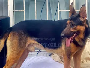 1-3 months Male Purebred German Shepherd