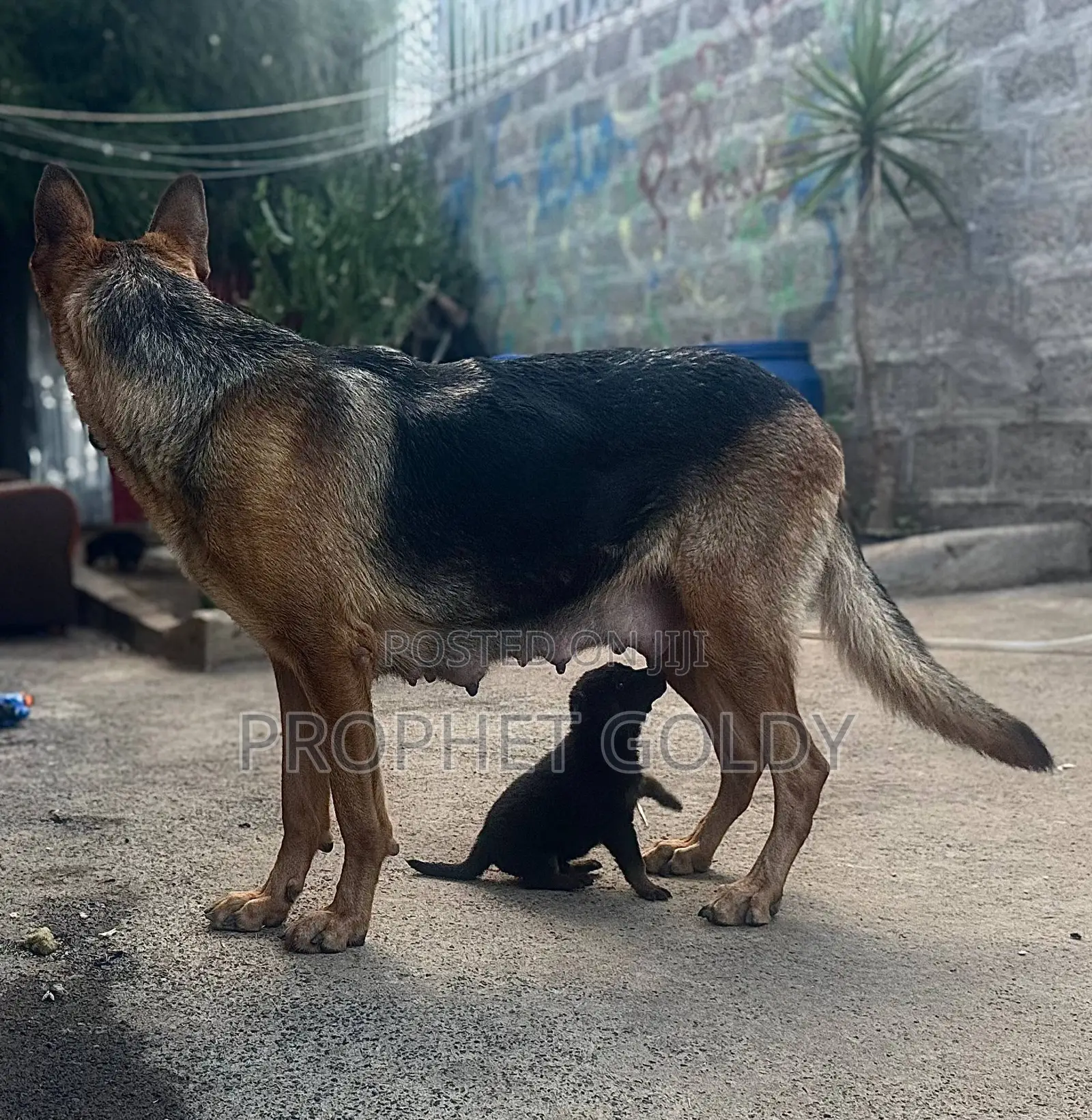 1-3 months Male Purebred German Shepherd
