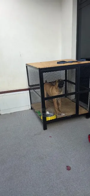 Cage, Dog Cage, የውሻ ቤት, Kennel