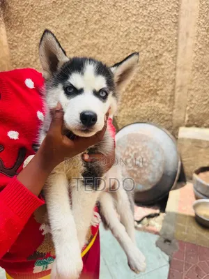1-3 months Male Purebred Siberian Husky