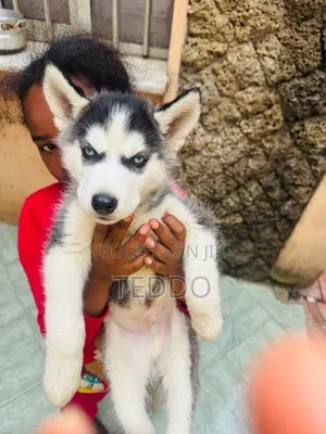 1-3 months Male Purebred Siberian Husky