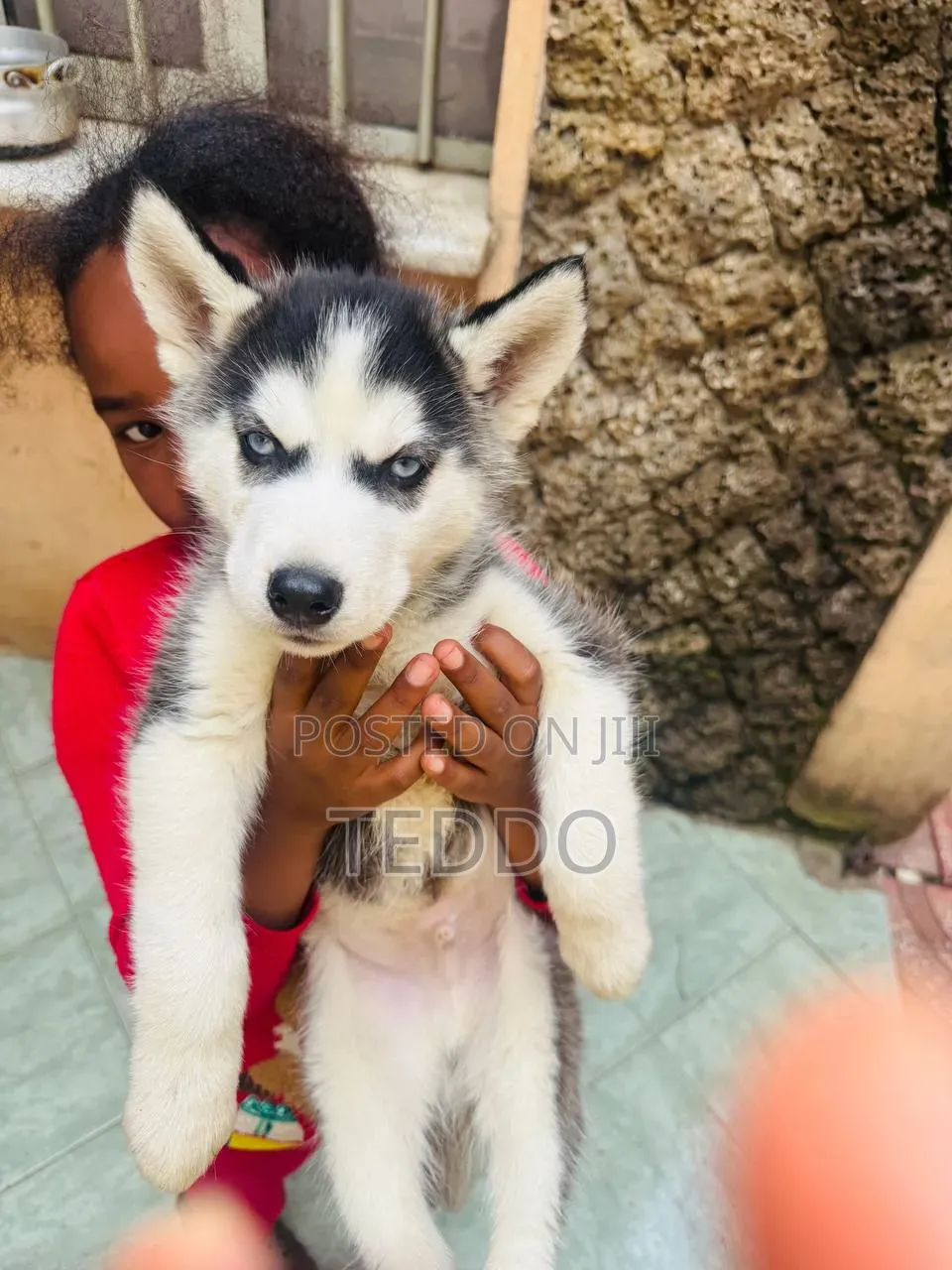1-3 months Male Purebred Siberian Husky