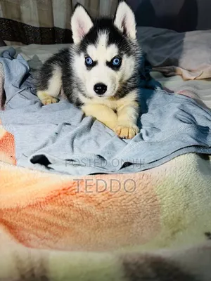 1-3 months Male Purebred Siberian Husky