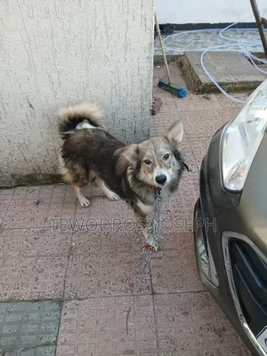 6-12 months Female Mixed Breed German Shepherd