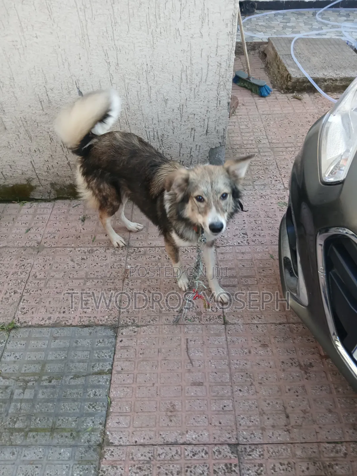 6-12 months Female Mixed Breed German Shepherd