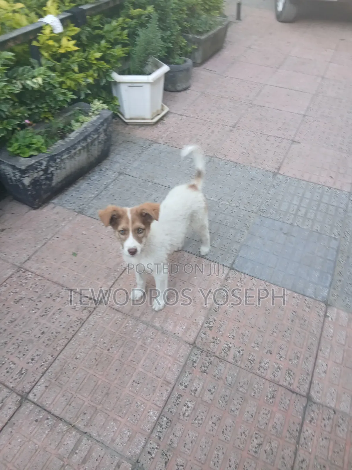 1-3 months Female Mixed Breed Border Collie