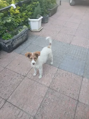 1-3 months Female Mixed Breed Border Collie